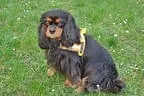 Beispiele Bild 9